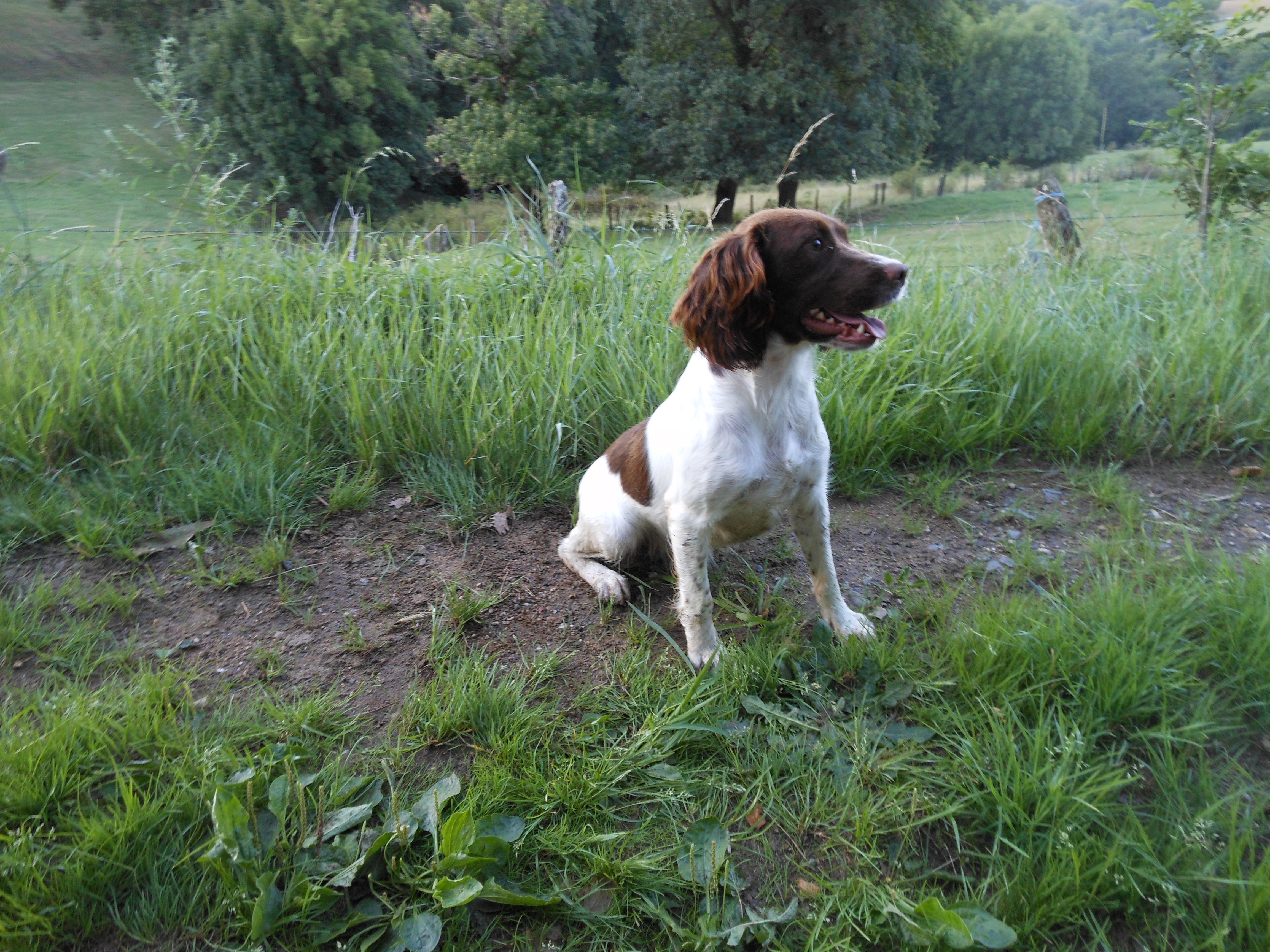 Miss castor (Sans Affixe)