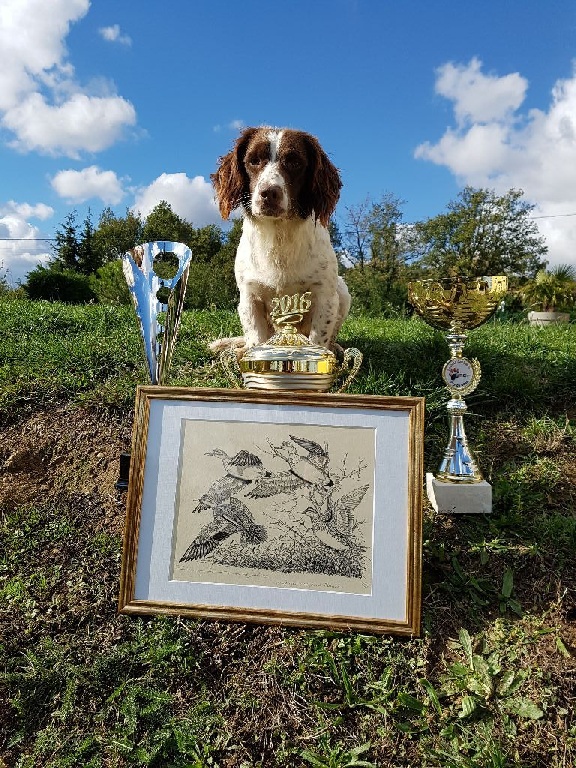 Coupe de France field trial spaniels 2016